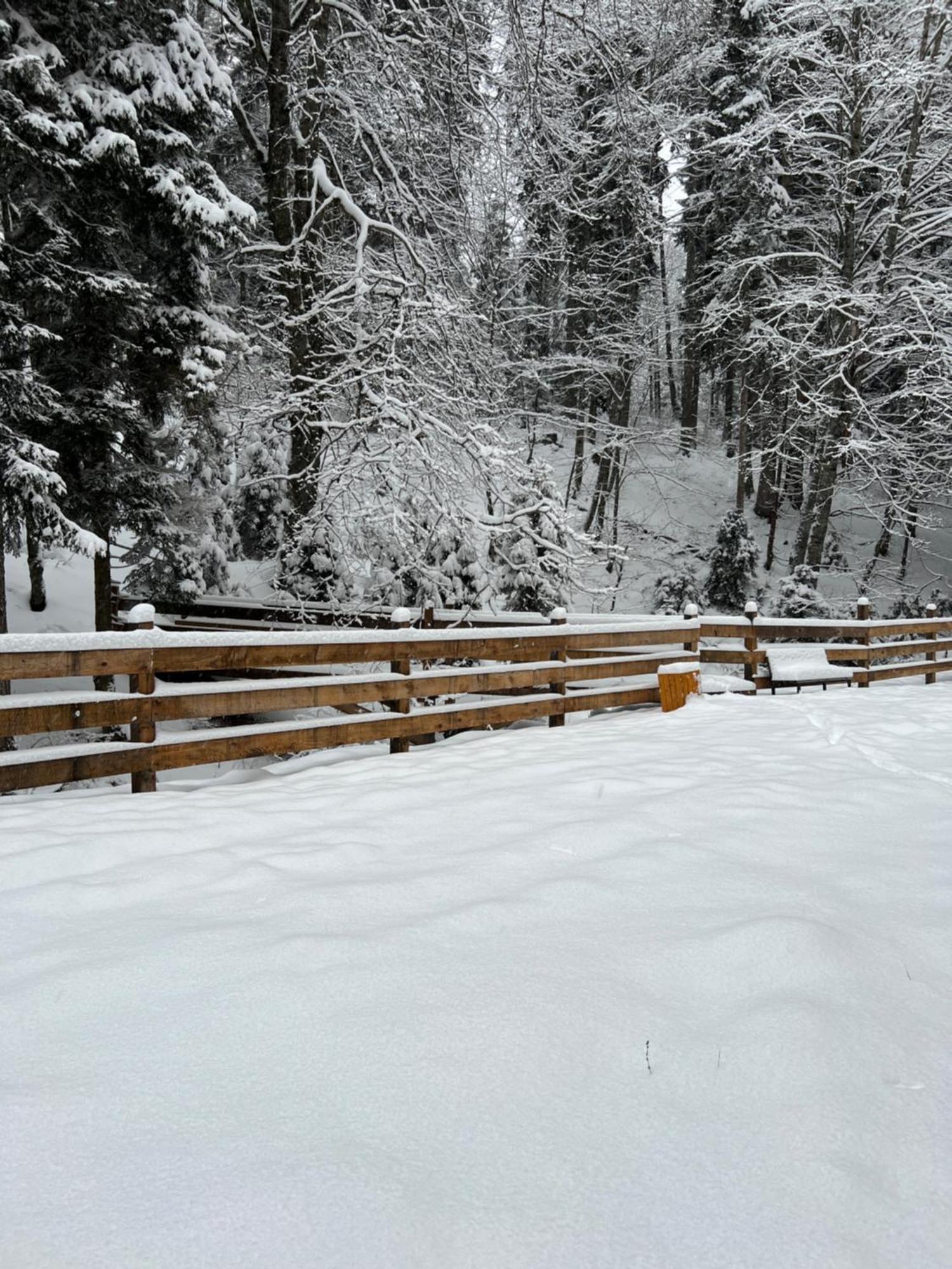 Bakuriani Apartment With Forest Around Zewnętrze zdjęcie